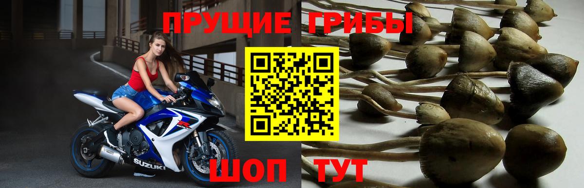 Магнитогорск  Псилоцибиновые грибы GOLDEN TEACHER  где купить наркоту  Вход с VPN 